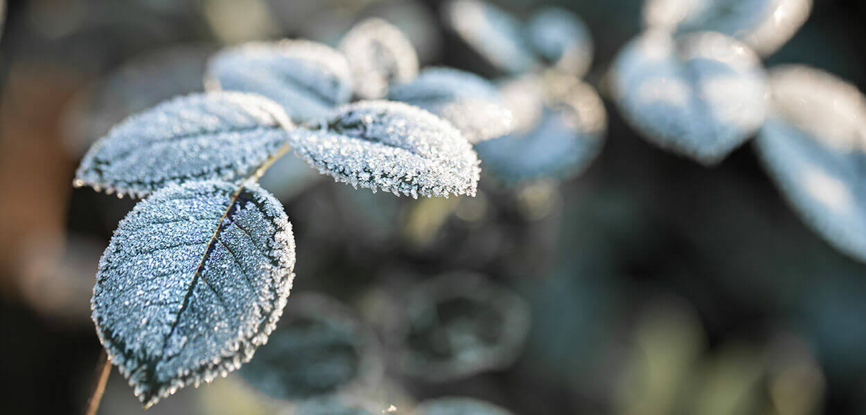 Winter hardiness zones