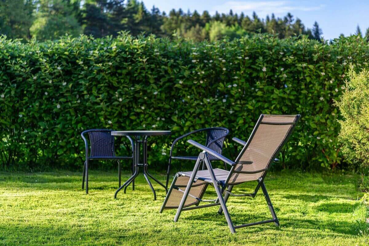 Hedge plants in summer