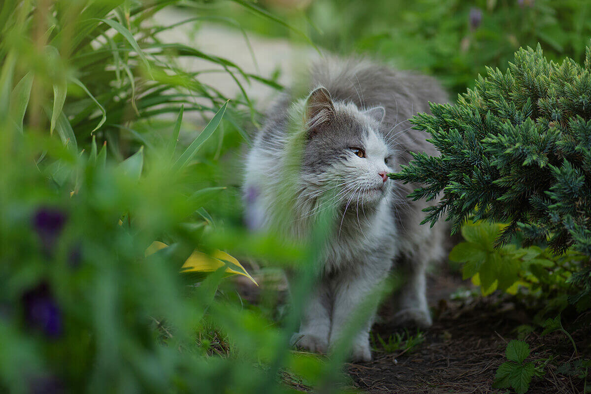 Hedge plants and pets? Choose wisely!