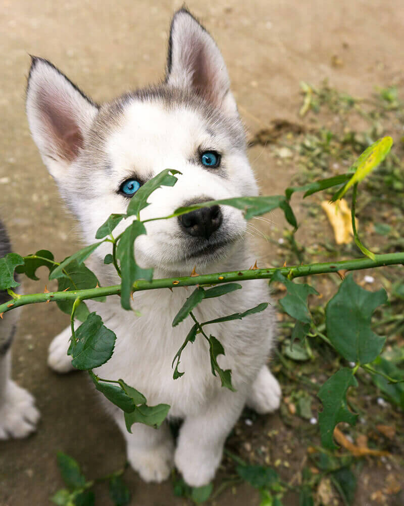 Hedge plants and pets? Choose wisely!