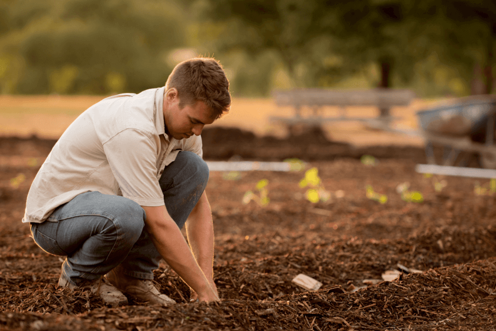 Fertilising hedge plants: to fertilise or not to fertilise?