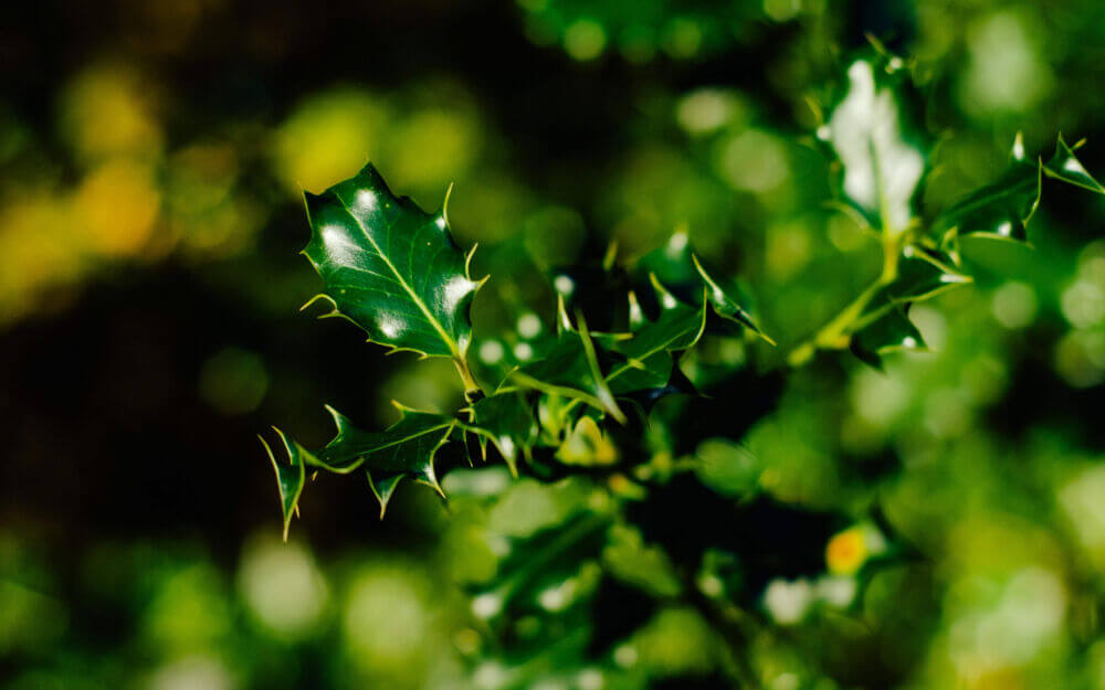 Hedge plants that bloom: a beautiful sight