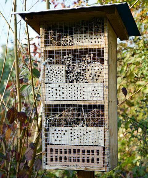 Pollinating plants for a bee paradise!