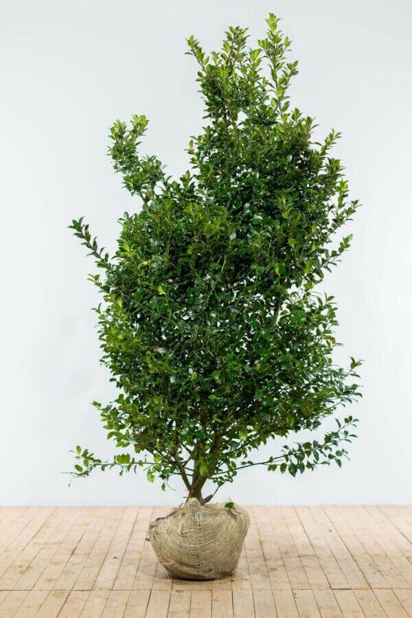 Ilex ‘Blue Maid’