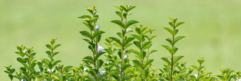 Hedge plants that bloom: a beautiful sight