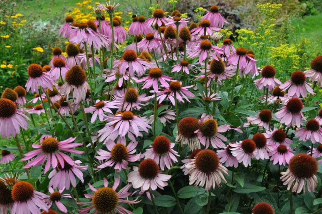 Pet-friendly plants and hedges: inspiration for a safe garden image