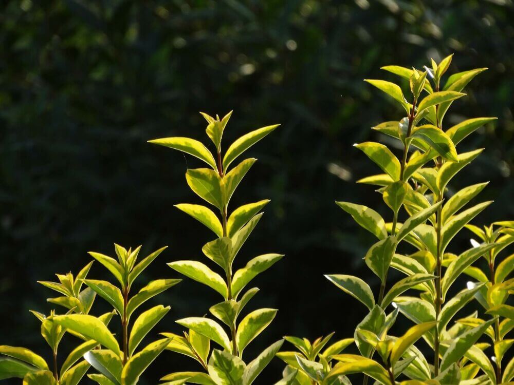 If you don't want bare hedge plants, choose leafy hedges.