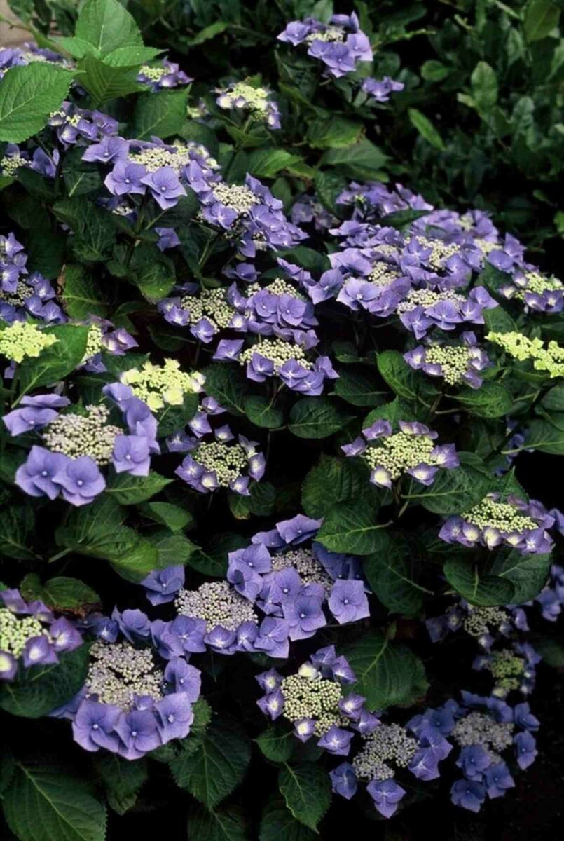 Pet-friendly plants and hedges: inspiration for a safe garden image