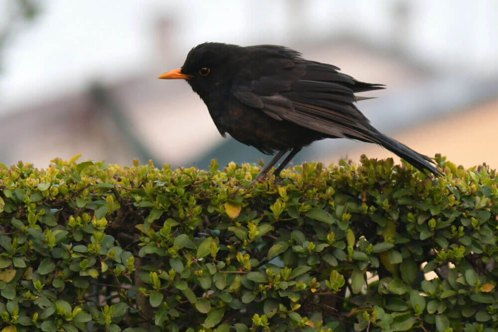 Want to cut costs? Plant a hedge!