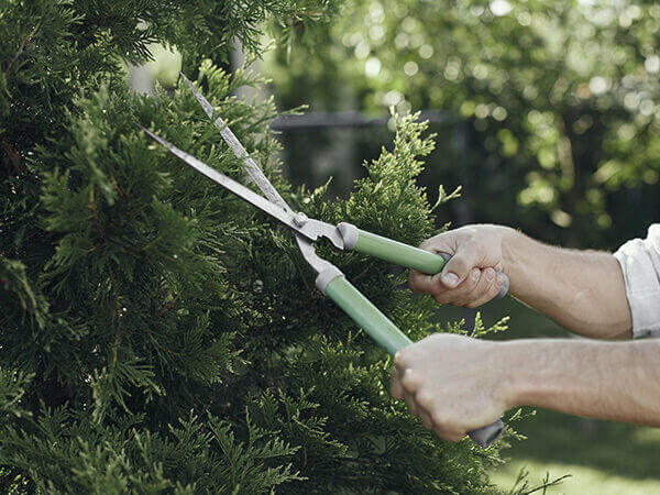 Pruning hedge plants in February: do's and don'ts