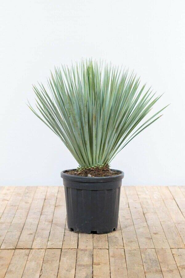 Yucca palm