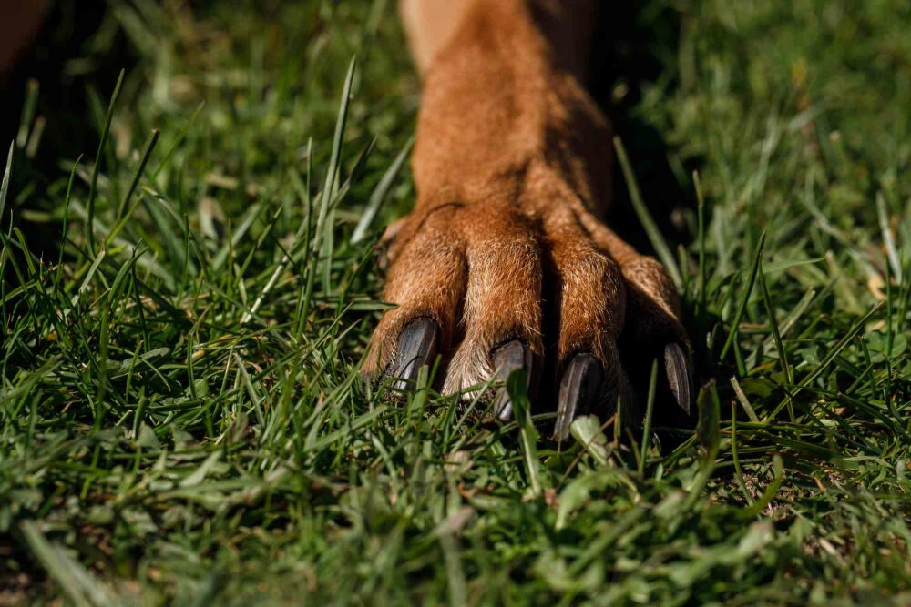 Pet-friendly plants and hedges: inspiration for a safe garden