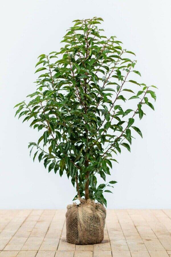 Portuguese laurel