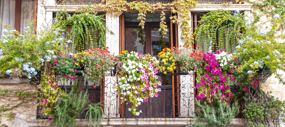 Potted spring bloomers