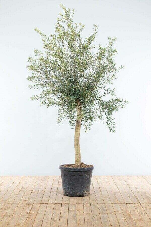 Olive Tree