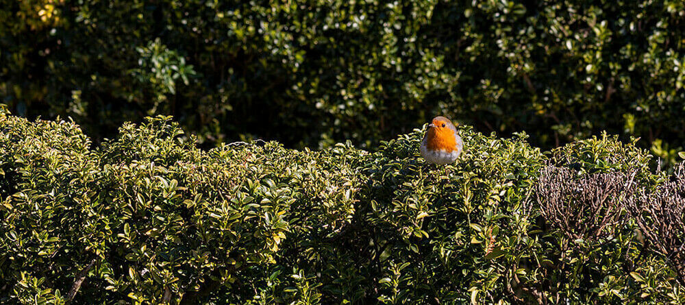 A hedge full of life: bird-friendly hedges in your garden