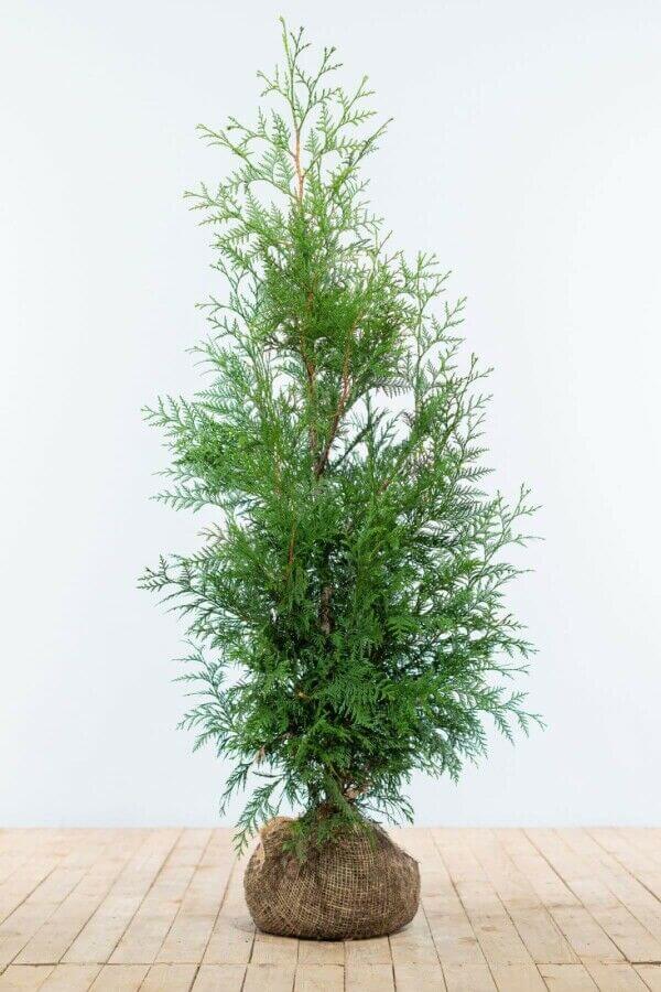 Thuja plicata 'Martin'