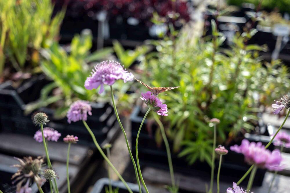 Top 7 Plants for Bees and Butterflies