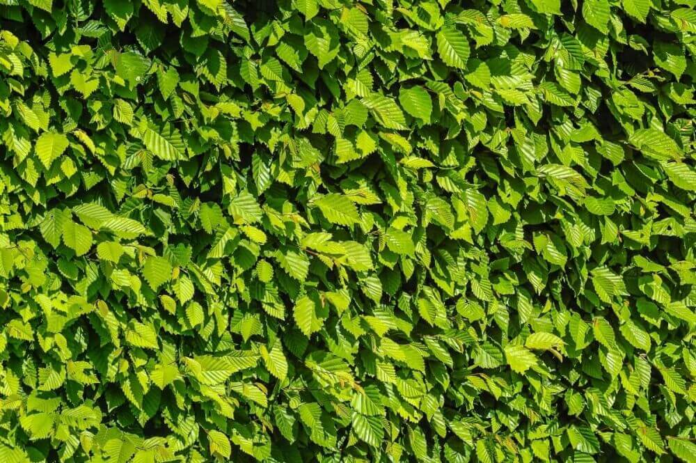 How to successfully transplant your beech hedge?