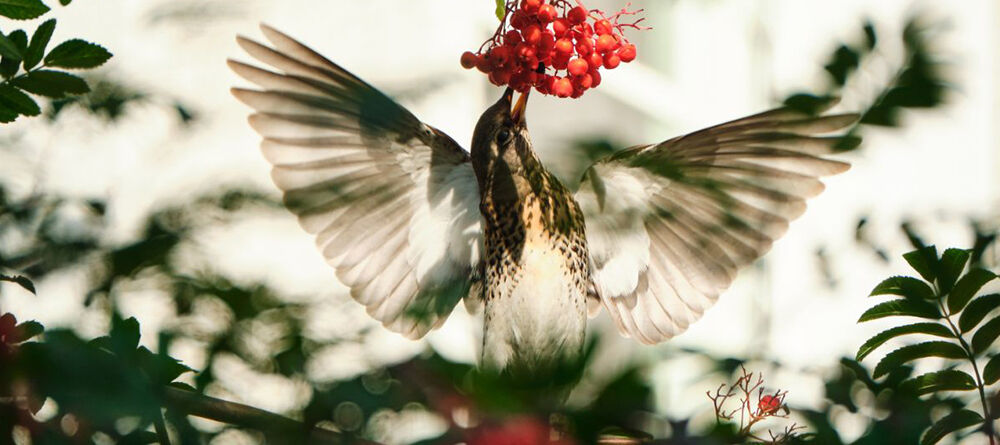 Turn your garden into a bird paradise