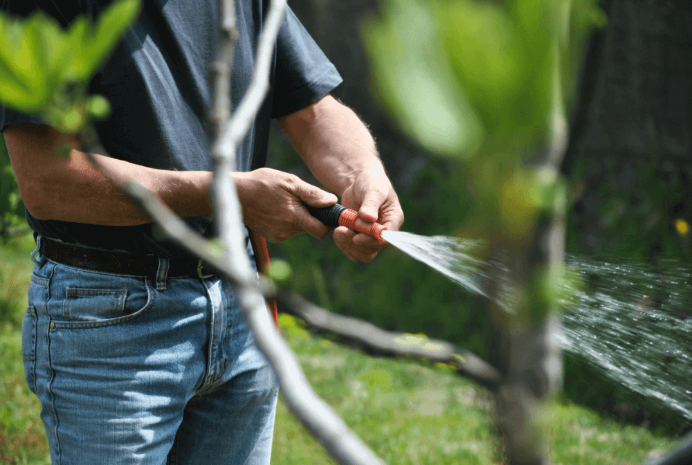 What do you do with your hedge plants when it's dry for a long time?