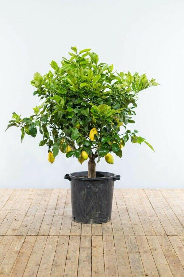 Lemon tree