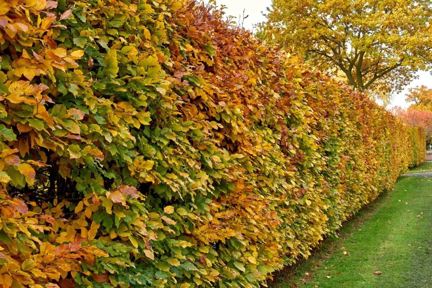 Find the differences between the hornbeam and beech hedge