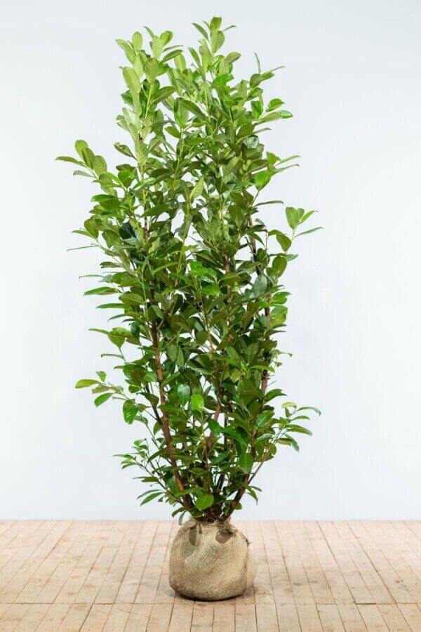 Laurel 'Rotundifolia'