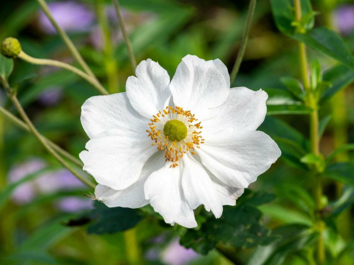 Top 5 Late Bloomers for a Colourful Garden into Autumn image