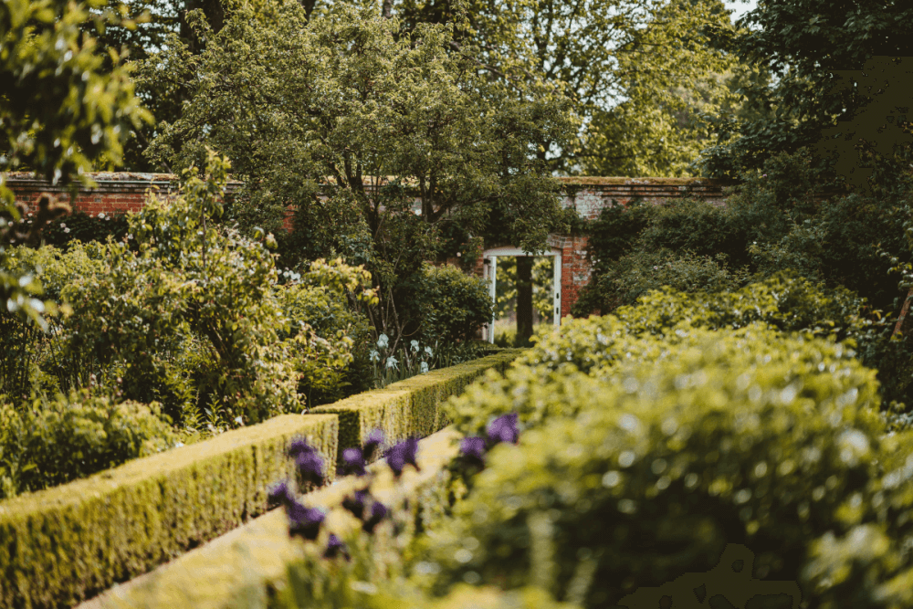 Hedging plants are more than a great way to fence off your garden