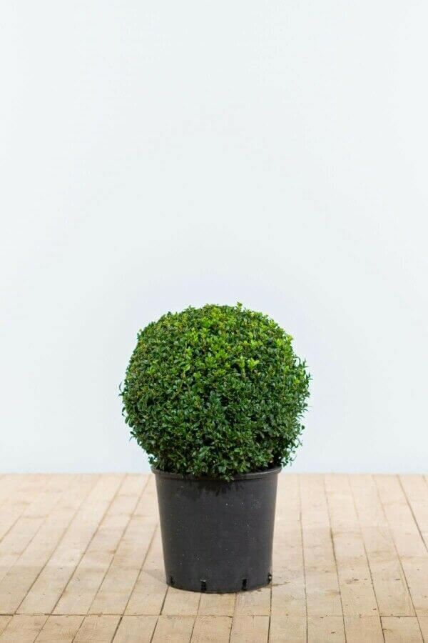 Buxus ball