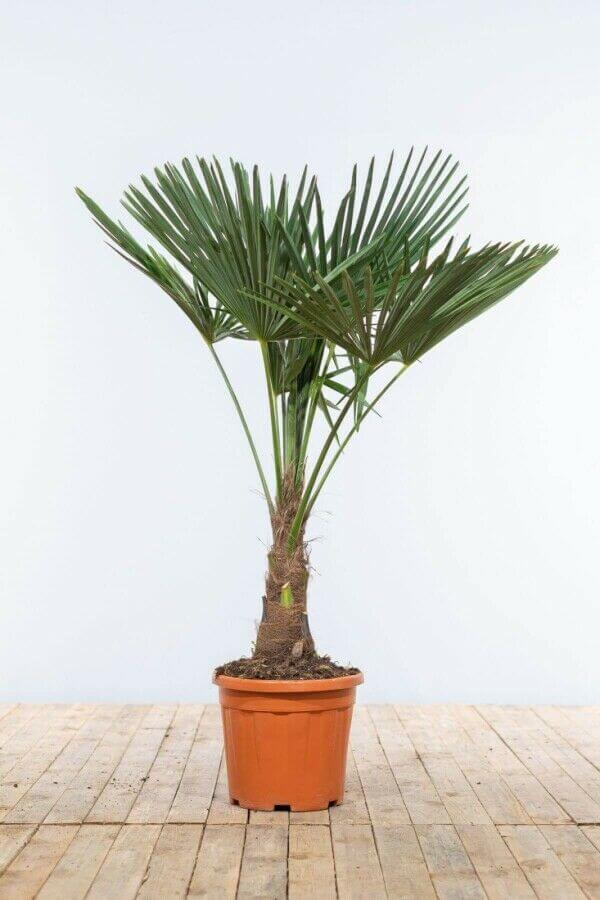 Fan palm