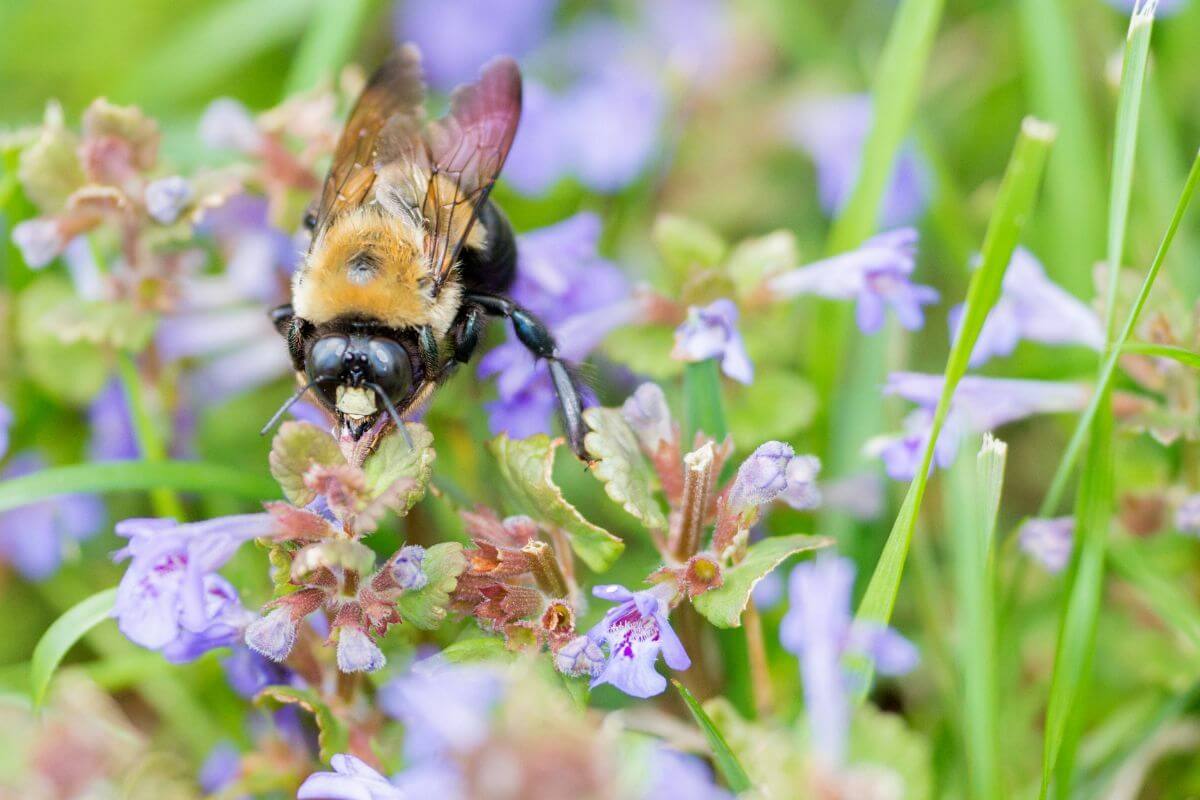 Skip mowing your garden in May