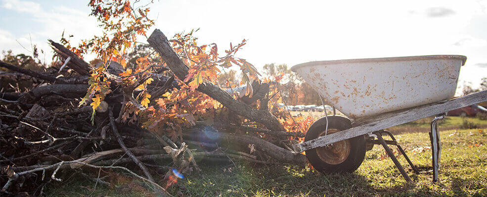 Hedge plants should best be pruned in the spring