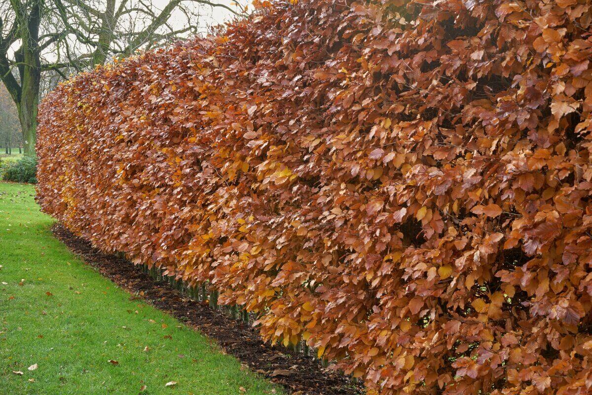 How to successfully transplant your beech hedge?