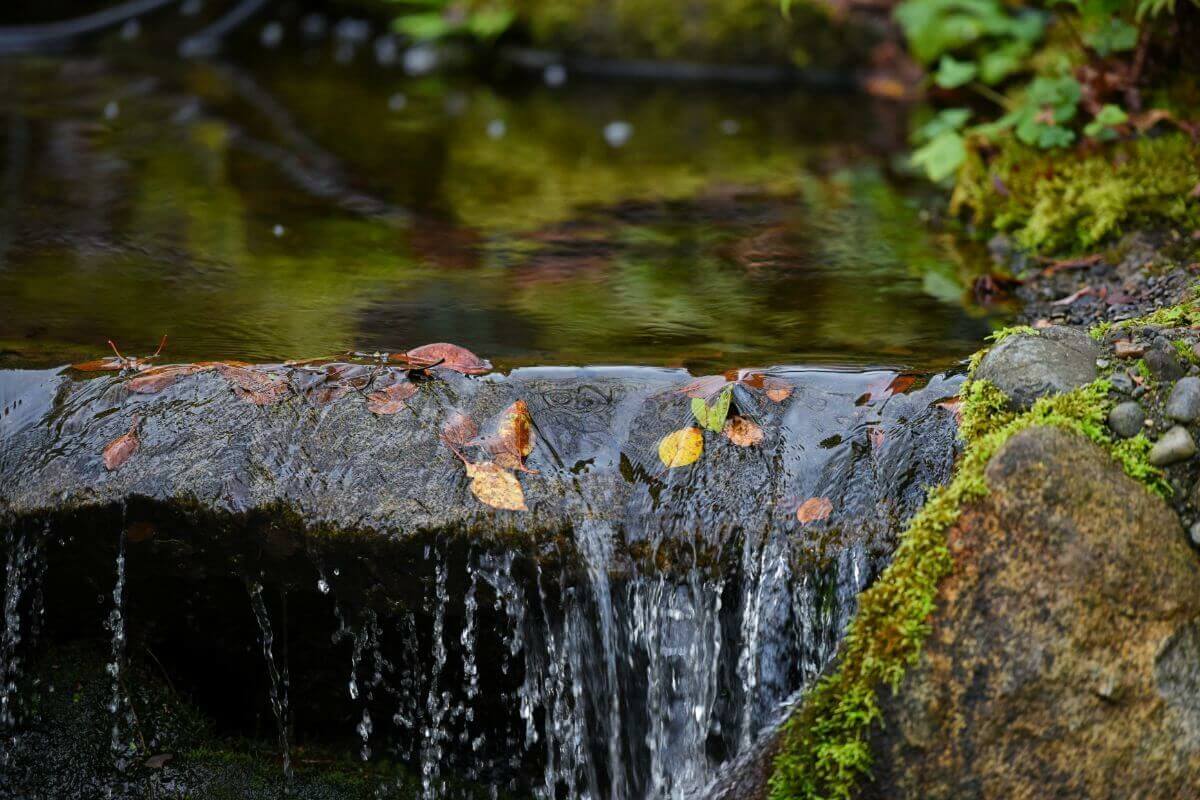 Getting your garden winter-ready in the autumn