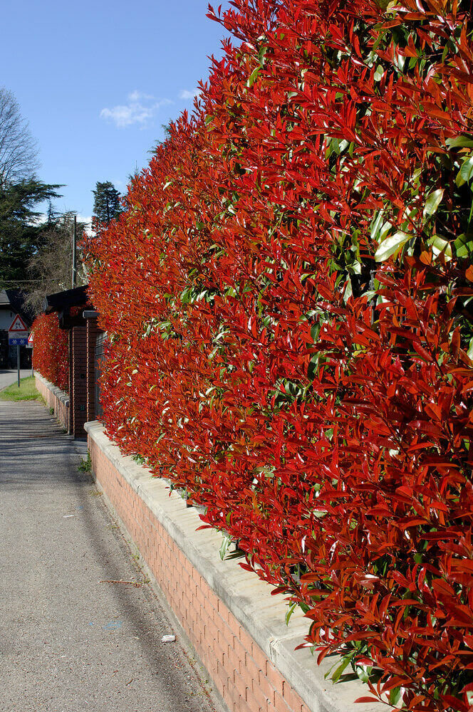 Hedgeplants offer privacy and protection