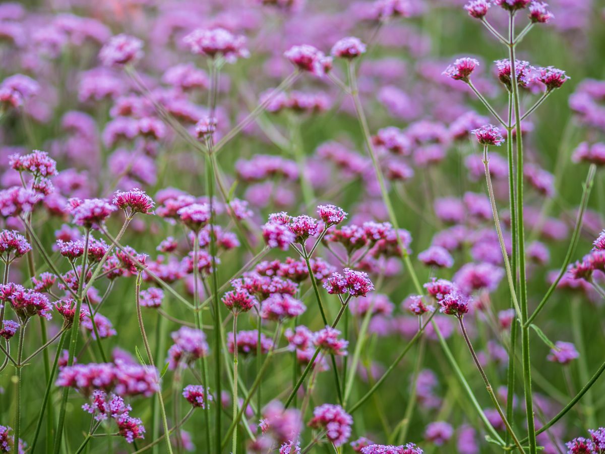 Top 7 Prairie Plants for a Natural Garden image