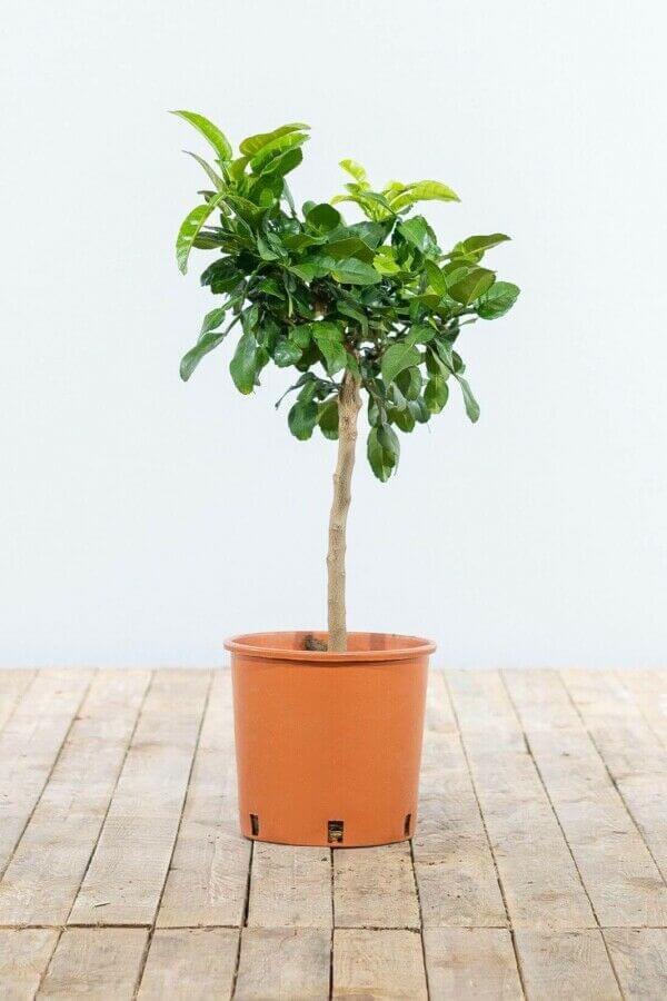 Kaffir lime tree