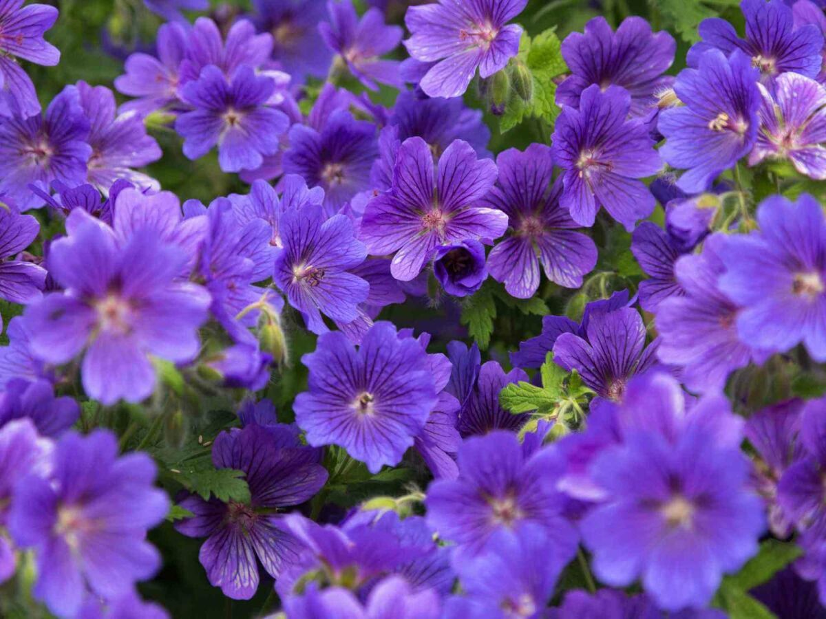 Top 5 Late Bloomers for a Colourful Garden into Autumn image