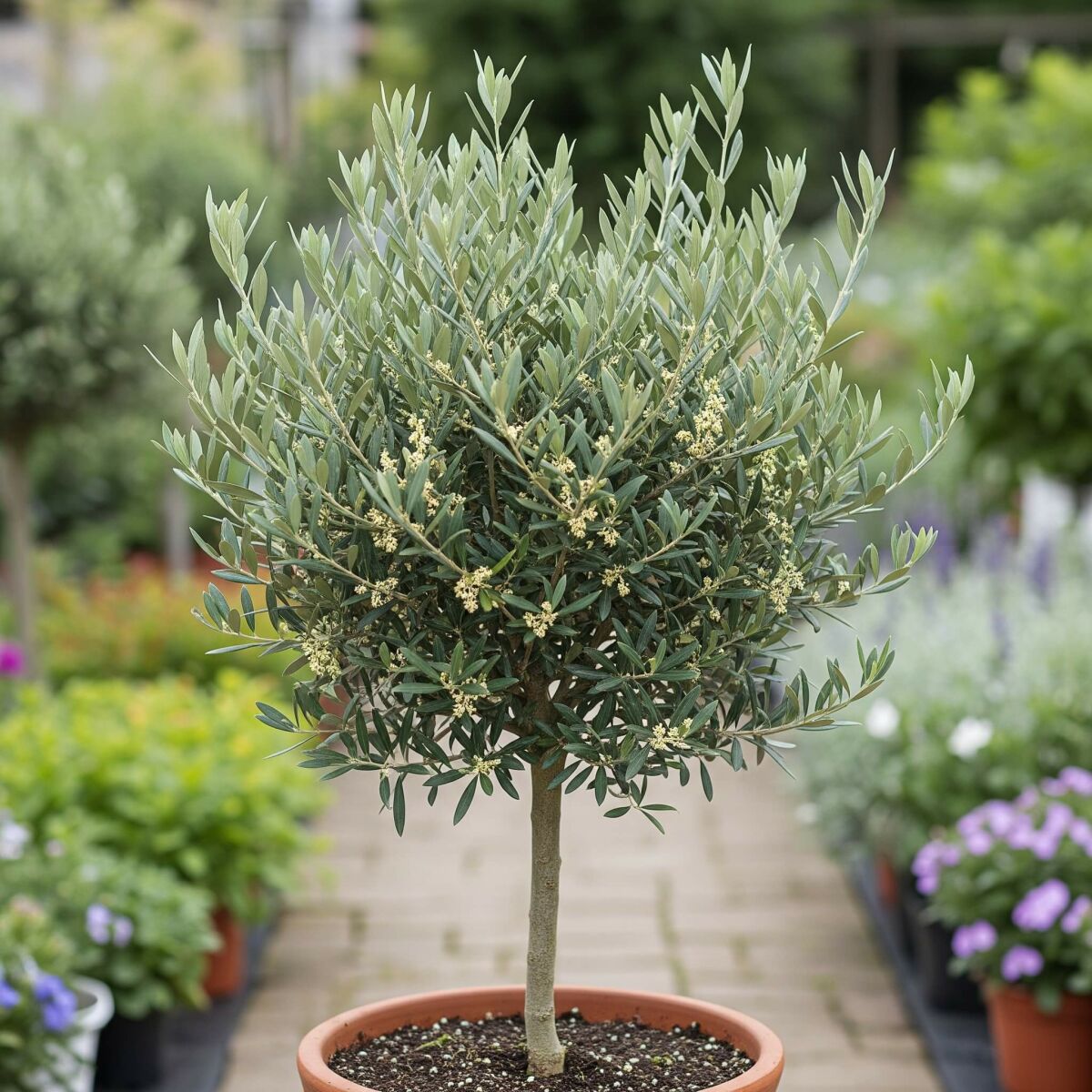 Create your own Tuscan garden: Plants and tips for a Mediterranean feel image