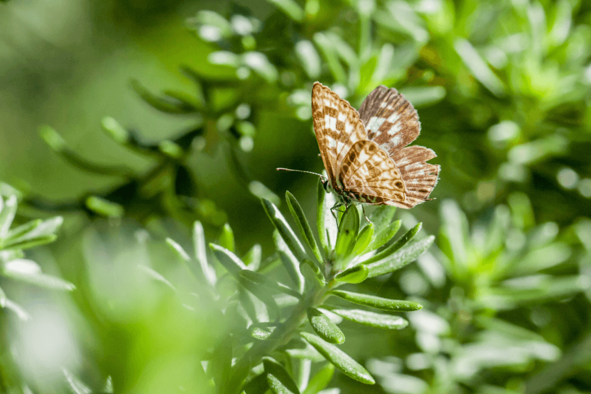 How to make your garden sustainable?