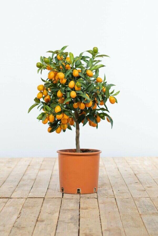 Kumquat tree