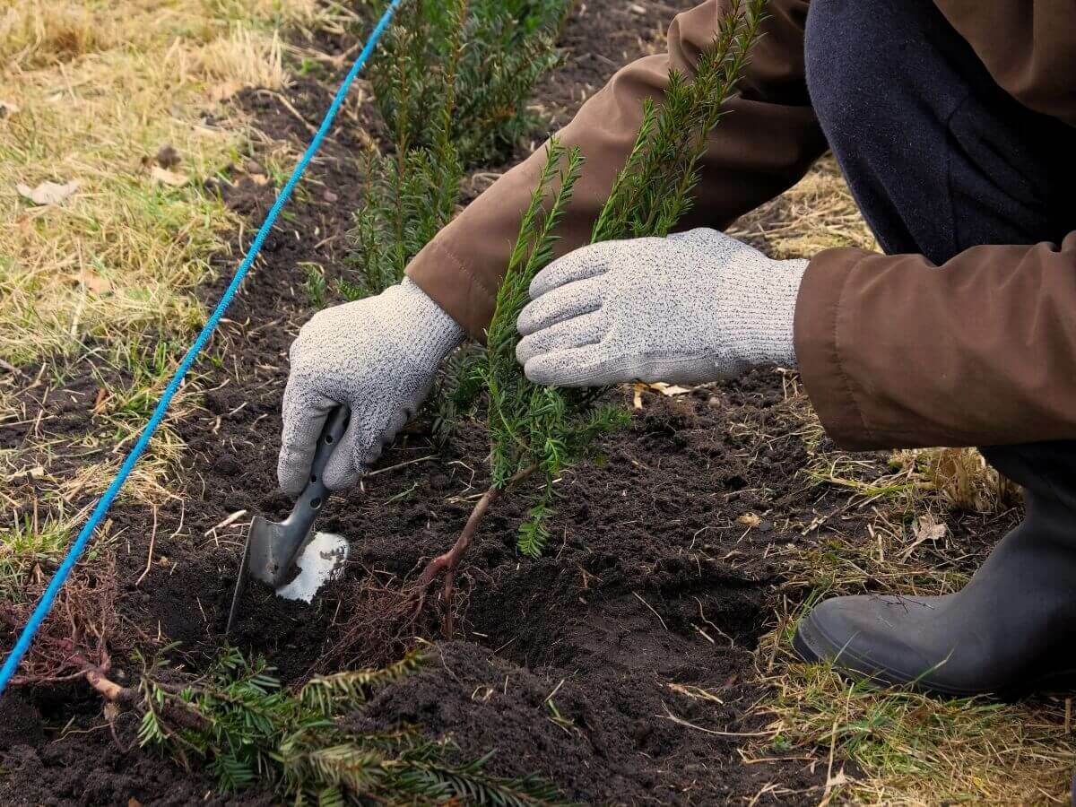 Step-by-step plan for planting hedge plants