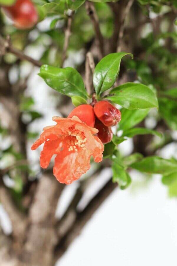 Pomegranate tree