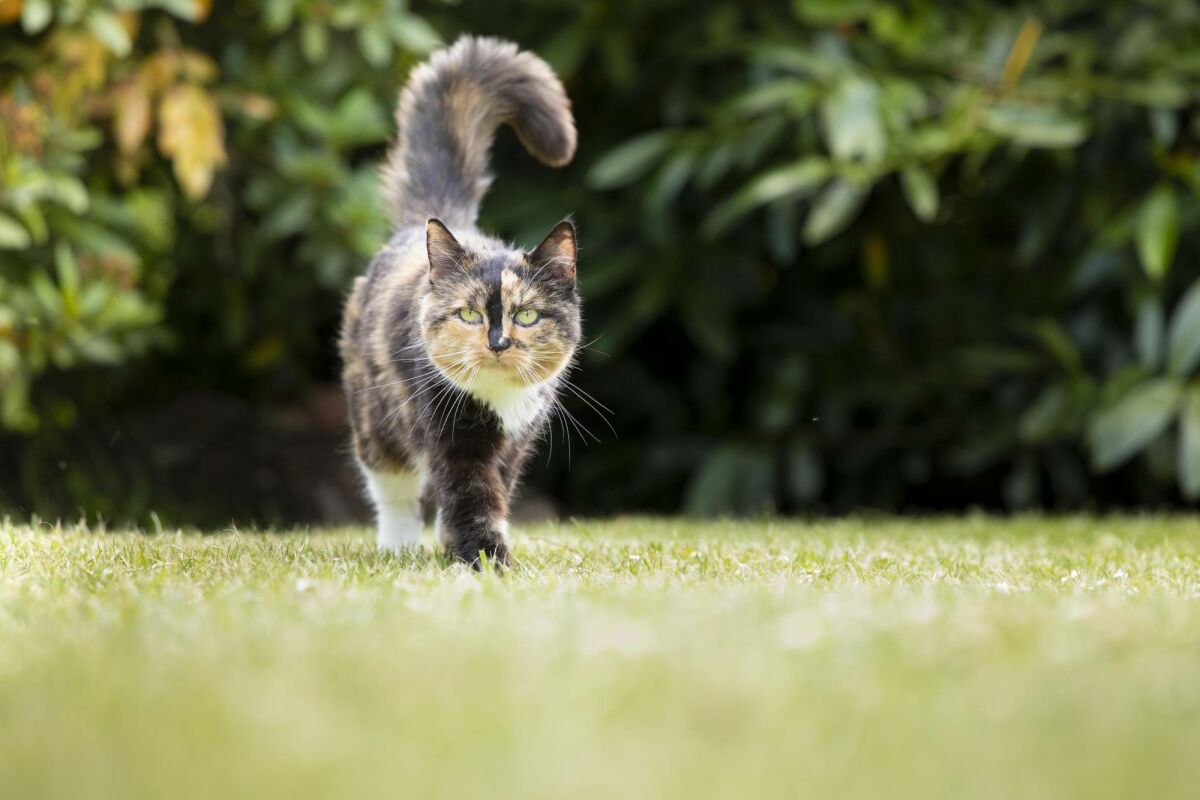 Pet-friendly plants and hedges: inspiration for a safe garden image