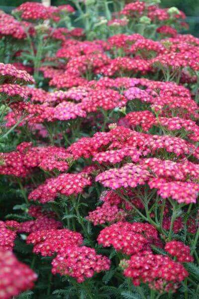 Flowering border plants