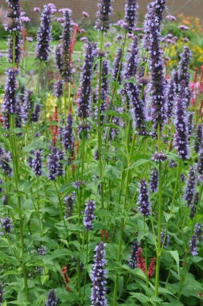 Beautiful border plants