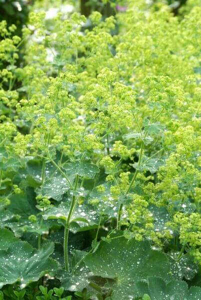 Inexpensive border plants