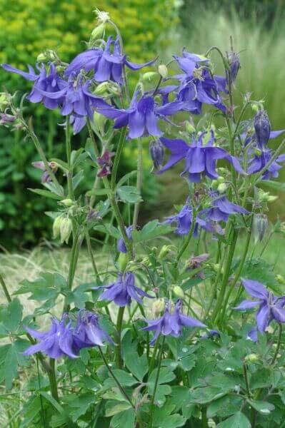 Short border plants